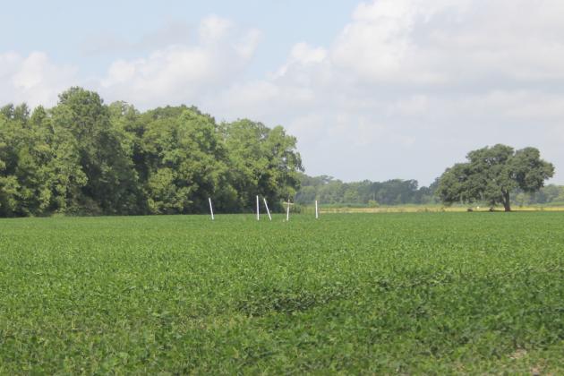 Pictured is the gravesite of Auguste Louis Jeansonne that is in the middle of a soybean field. The site is marked with a cross, and the corners of the site are marked by pieces of pipe. (Gazette photo by Tony Marks)