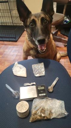 The Evangeline Parish Sheriff’s Department’s K-9 Officer Diego is pictured with items seized following a recent arrest that resulted from a traffic stop on Steven Chad Babineaux, of Eunice. (Photo submitted)