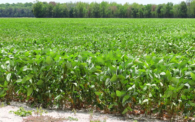 Soybeans in a field in Evangeline Parish north of Eunice weather another day of 100-degree heat on Tuesday. (LSN photo by Harlan Kirgan)