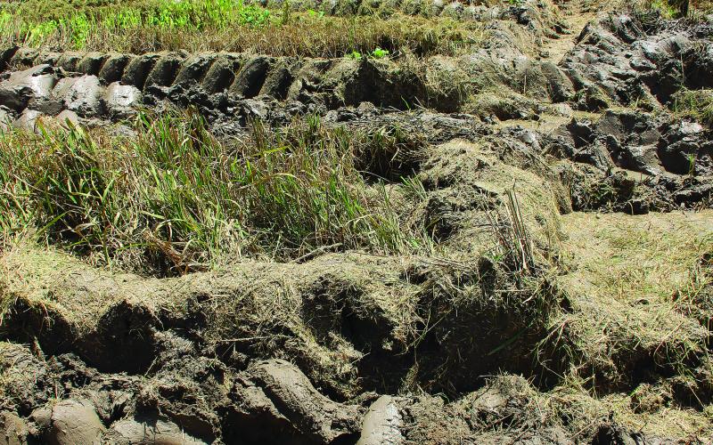 AUGUST 28, 2016 - Rains from the weekend of Aug. 13 reflooded rice fields that had been previously drained in anticipation of harvest time. Several farmers began harvesting rice again a few days after the flood, and more than a week later, many were still harvesting in muddier-than-usual conditions. (Gazette photo by Claudette Olivier)