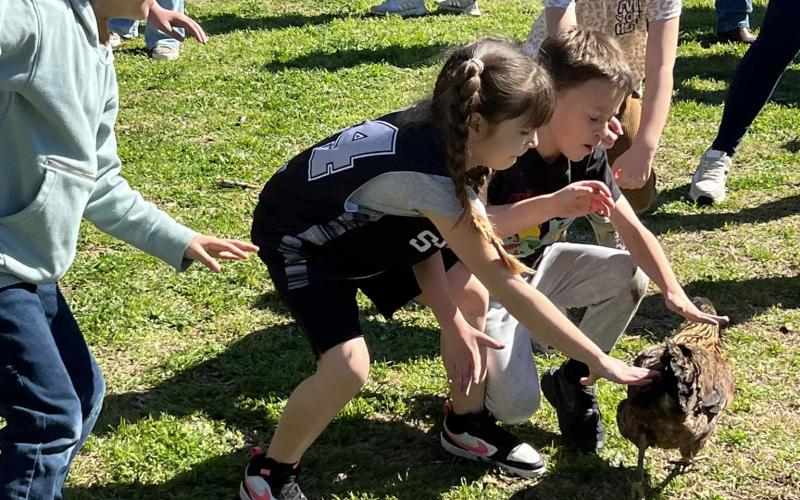 Pictured in the right photo are youngsters as they participate in the Little Courir Chicken Chase on Saturday.  (Gazette photo by Tony Marks)