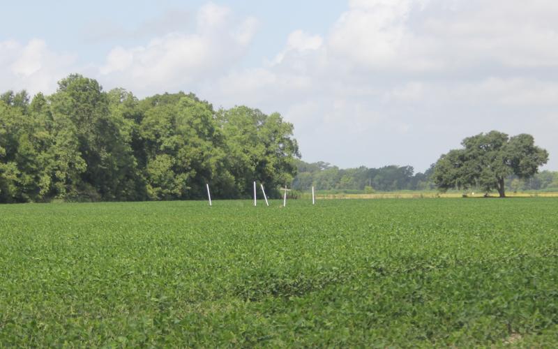 Pictured is the gravesite of Auguste Louis Jeansonne that is in the middle of a soybean field. The site is marked with a cross, and the corners of the site are marked by pieces of pipe. (Gazette photo by Tony Marks)