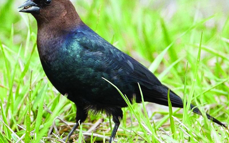 During the planting season, blackbirds, like the brown headed cow bird, at right, can cause damage to sprouting rice. (Photo courtesy of USFWS)