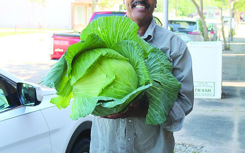 Large cabbage is produced