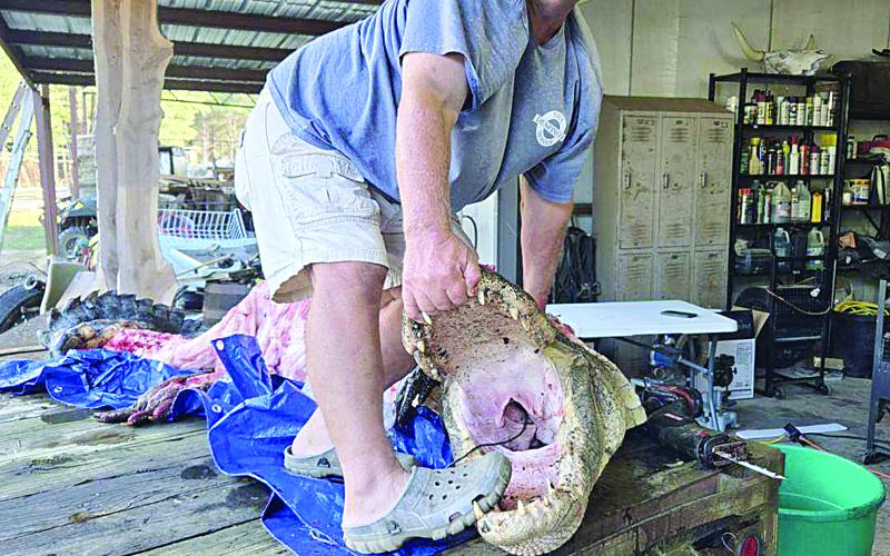 Craig Whittington shows off an alligator that he and Clint Ladner killed on a recent hunting trip. (Photo courtesy of Craig Whittinton)