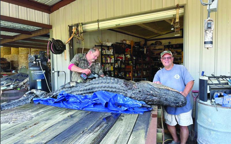 Craig Whittington (right) holds the head of the alligator while Clint Ladner (left) uses a saw to remove the animal’s hide.