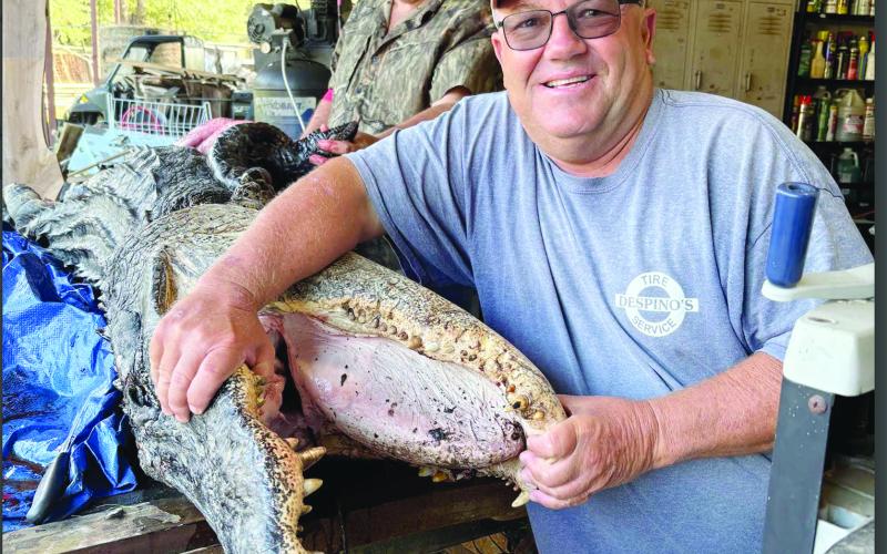 Craig Whittington (front) is all smiles after he and Ladner killed the alligator that weighed over 900 pounds. (Photos courtesy of Craig Whittington)