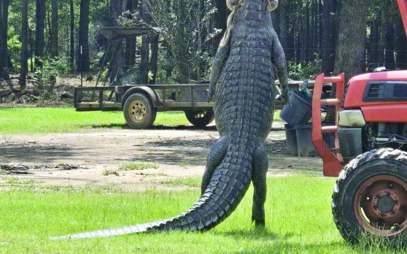 Pictured is the 12.5-foot long alligator that was killed in Rapides Parish. (Photo courtesy of Craig Whittington)
