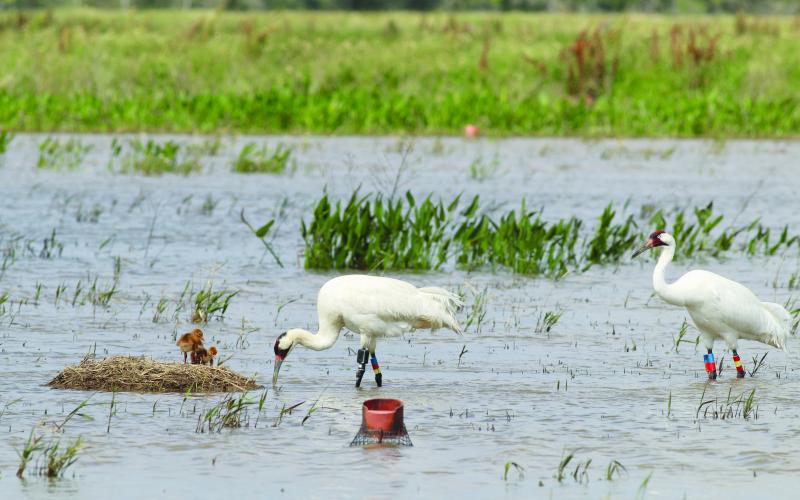 Whooping crane pair watch over chicks in nest. (Photo courtesy of Louisiana Department of Wildlife and Fisheries)