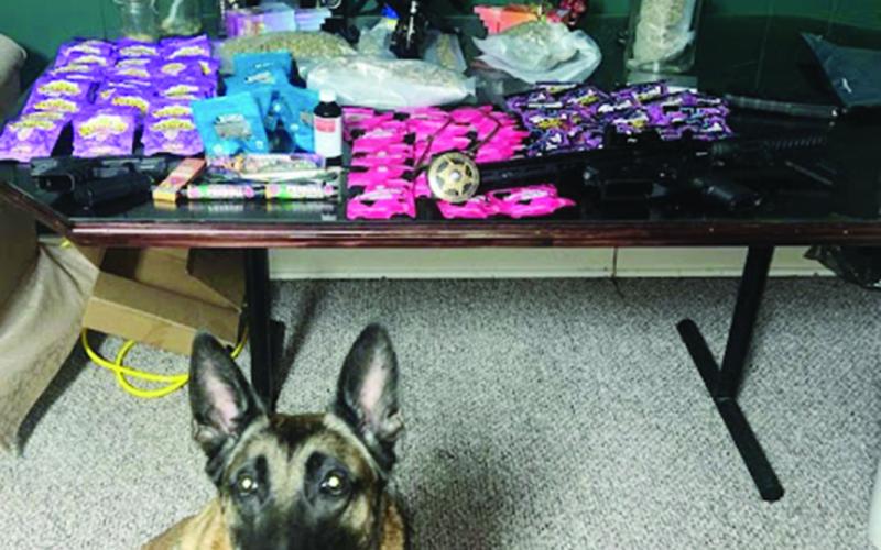 K-9 Diego is pictured with packages THC Gummies and other items seized in connection with recent arrests.  (Photo courtesy of Evangeline Parish Sheriff’s Office)