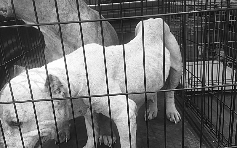 Pictured are the two rescued pit bulls. (Photo courtesy of Hayden’s Hoofbeat Haven)