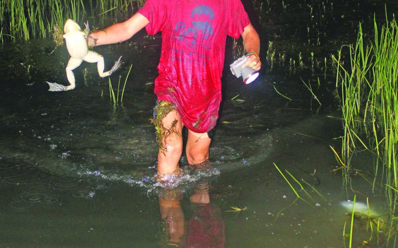 Micheal Vondenstein make his way through a crawfish field, frog in hand, on an opening weekend frog hunting trip. Each year, area farmer and crop duster pilot Kyle Smith hosts an opening weekend frogging trip on his farm.