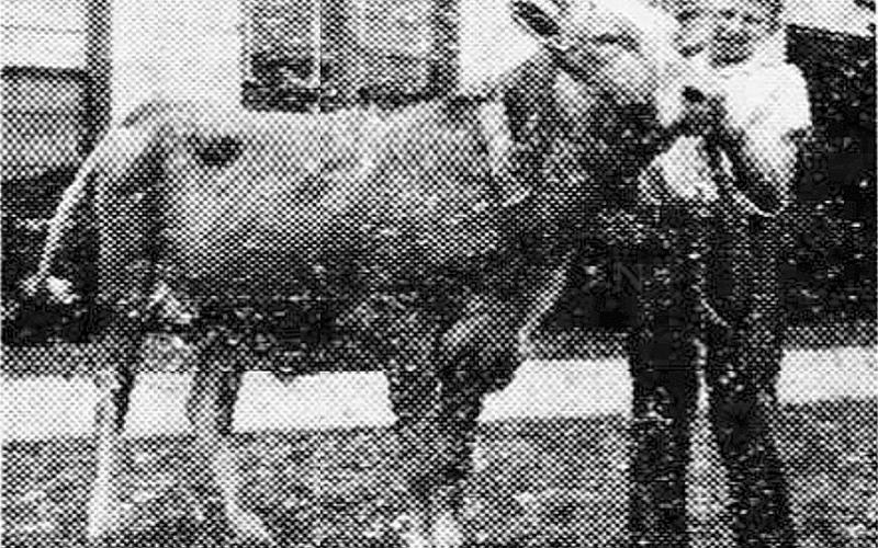 EP 4-H STUDENTS ATTENDED JUNIOR LIVESTOCK SHOW - Jerry Veillon (left) and Jerome Buller (right) were among the members of the Evangeline Parish 4-H Dairy dairy calf club who had a great showing at the Junior Livestock Show in Baton Rouge in April 1946. (Gazette archive photo)