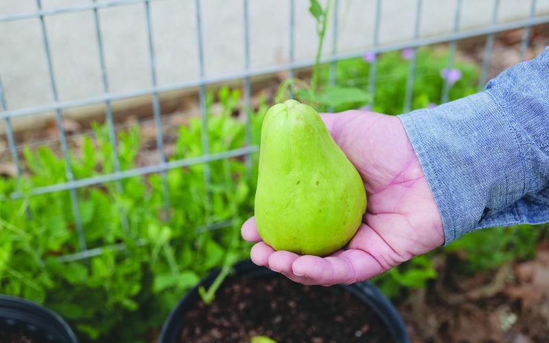 Mirlitons hold a special place in Louisiana’s culinary and horticultural heritage. (Photo by Randy LaBauve/LSU AgCenter)