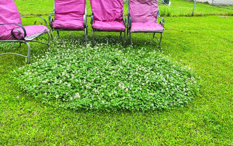 Clover patch