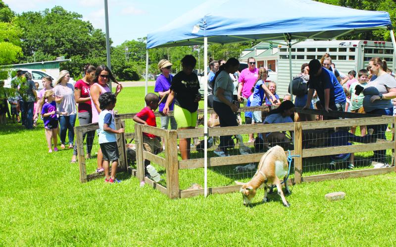 Petting Zoo