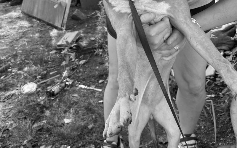 Humane Society seeks donations to help abandoned dogs and puppies dogs found in vacant trailer