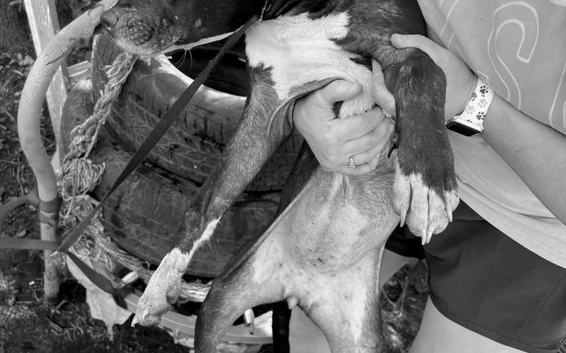 Humane Society seeks donations to help abandoned dogs and puppies dogs found in vacant trailer
