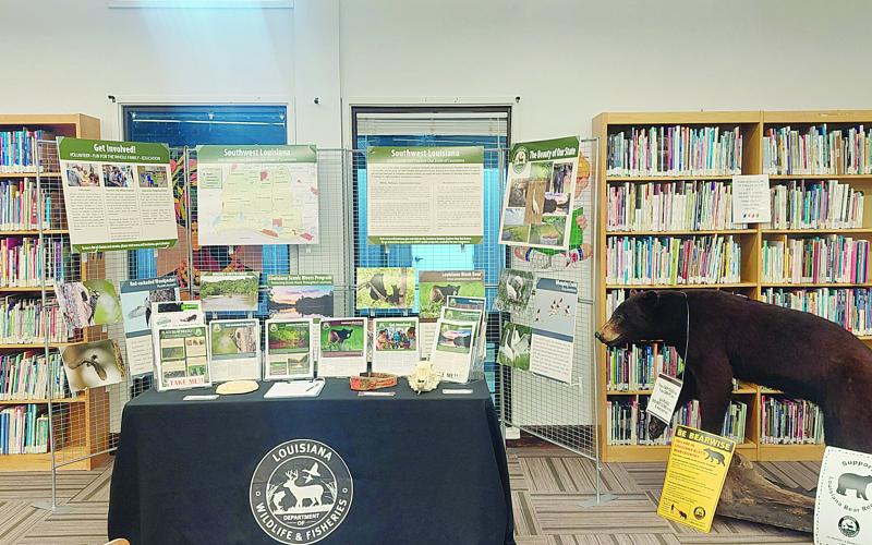 Pictured above is the “paradise display” from the Louisiana Department of Wildlife and Fisheries that  highlights public areas and facilities the department manages as well as local threatened and endangered animals. This informative display consists of maps, pictures, educational pamphlets, a full mounted black bear, and items related to black bears such as a tracking collar, paw print, and replica skull. The display which houses the pictures and maps is approximately 6 feet tall and 10 feet wide.