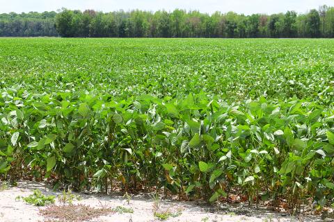 Soybeans in a field in Evangeline Parish north of Eunice weather another day of 100-degree heat on Tuesday. (LSN photo by Harlan Kirgan)