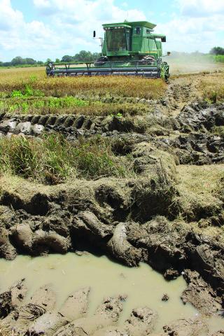 AUGUST 28, 2016 - Rains from the weekend of Aug. 13 reflooded rice fields that had been previously drained in anticipation of harvest time. Several farmers began harvesting rice again a few days after the flood, and more than a week later, many were still harvesting in muddier-than-usual conditions. (Gazette photo by Claudette Olivier)