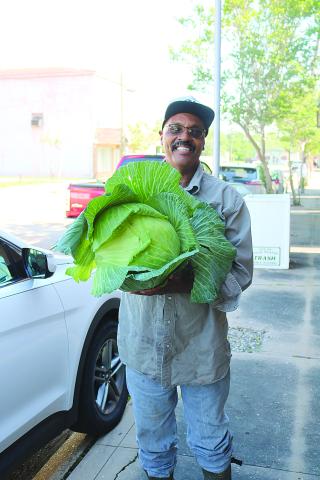 Large cabbage is produced