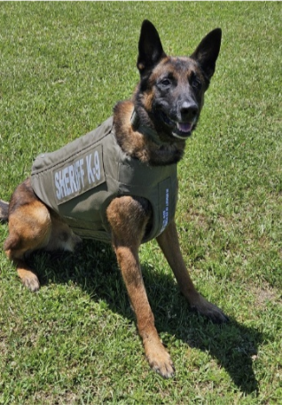 K9 Coup is shown with his newly donated vest. (Photo courtesy of EPSO)