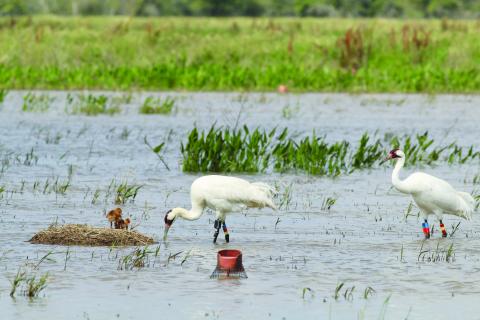 Whooping crane pair watch over chicks in nest. (Photo courtesy of Louisiana Department of Wildlife and Fisheries)