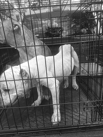 Pictured are the two rescued pit bulls. (Photo courtesy of Hayden’s Hoofbeat Haven)