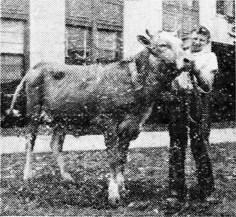 EP 4-H STUDENTS ATTENDED JUNIOR LIVESTOCK SHOW - Jerry Veillon (left) and Jerome Buller (right) were among the members of the Evangeline Parish 4-H Dairy dairy calf club who had a great showing at the Junior Livestock Show in Baton Rouge in April 1946. (Gazette archive photo)