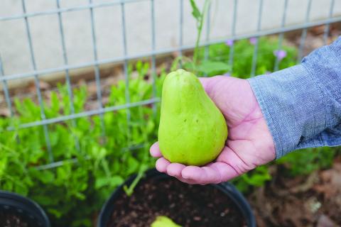 Mirlitons hold a special place in Louisiana’s culinary and horticultural heritage. (Photo by Randy LaBauve/LSU AgCenter)