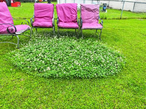 Clover patch