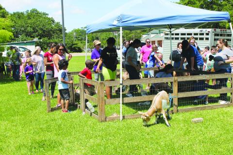 Petting Zoo