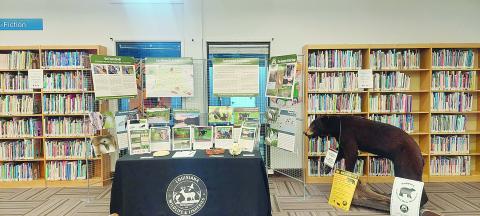 Pictured above is the “paradise display” from the Louisiana Department of Wildlife and Fisheries that  highlights public areas and facilities the department manages as well as local threatened and endangered animals. This informative display consists of maps, pictures, educational pamphlets, a full mounted black bear, and items related to black bears such as a tracking collar, paw print, and replica skull. The display which houses the pictures and maps is approximately 6 feet tall and 10 feet wide. 