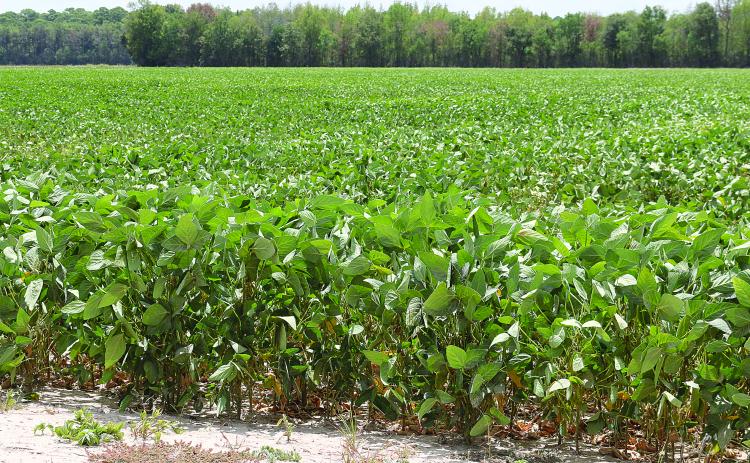 Soybeans in a field in Evangeline Parish north of Eunice weather another day of 100-degree heat on Tuesday. (LSN photo by Harlan Kirgan)