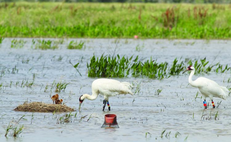 Whooping crane pair watch over chicks in nest. (Photo courtesy of Louisiana Department of Wildlife and Fisheries)
