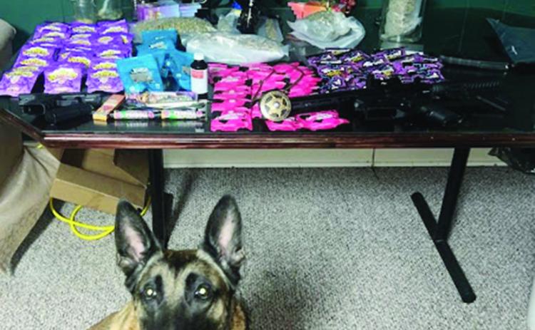 K-9 Diego is pictured with packages THC Gummies and other items seized in connection with recent arrests.  (Photo courtesy of Evangeline Parish Sheriff’s Office)