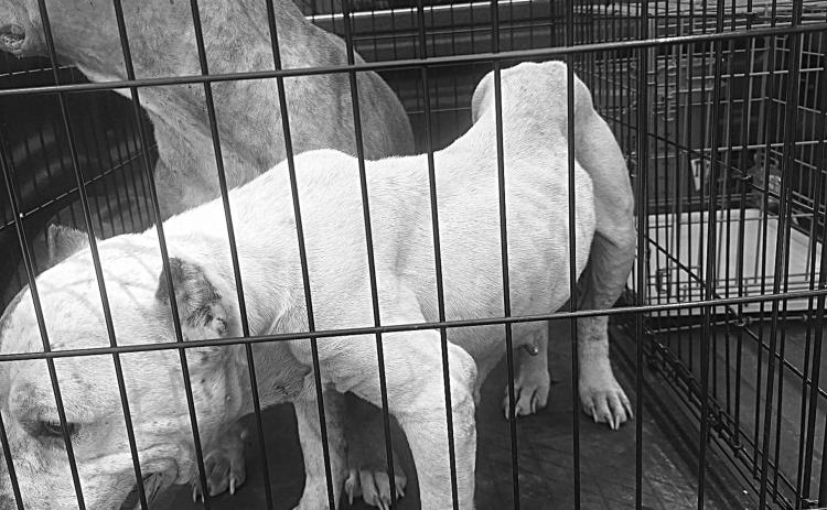 Pictured are the two rescued pit bulls. (Photo courtesy of Hayden’s Hoofbeat Haven)