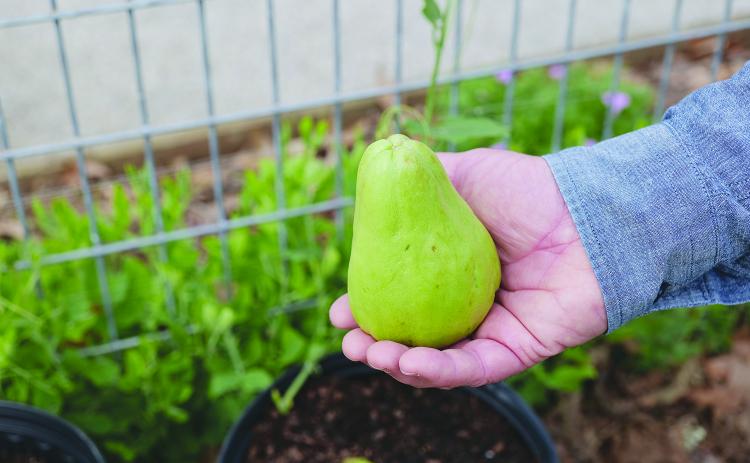 Mirlitons hold a special place in Louisiana’s culinary and horticultural heritage. (Photo by Randy LaBauve/LSU AgCenter)